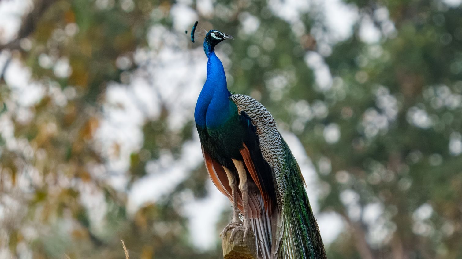 Blauer Pfau, Indian Peafowl,
Pavo cristatus - immer wieder schön